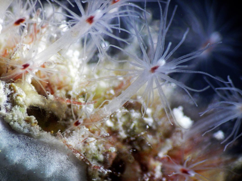 La Barriera Corallina Delle Maldive Ha Un Nuovo Abitante Telecolor